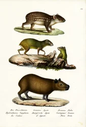 Capybara, 1824